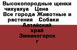 Высокопородные щенки чихуахуа › Цена ­ 25 000 - Все города Животные и растения » Собаки   . Алтайский край,Змеиногорск г.
